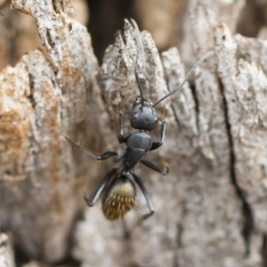 Camponotus aeneopilosus at Michelago, NSW - 13 Oct 2018 10:57 AM