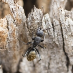 Camponotus aeneopilosus at Michelago, NSW - 13 Oct 2018 10:57 AM