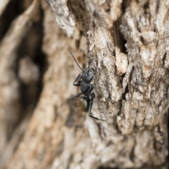 Camponotus aeneopilosus at Michelago, NSW - 13 Oct 2018 10:57 AM