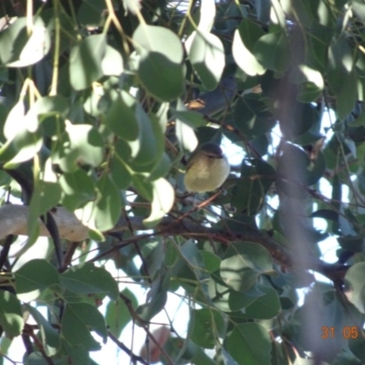 Smicrornis brevirostris (Weebill) at Deakin, ACT - 31 May 2019 by TomT