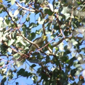 Ptilotula penicillata at Deakin, ACT - 31 May 2019 11:15 AM