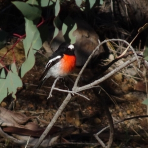 Petroica boodang at Deakin, ACT - 31 May 2019 10:43 AM