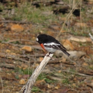 Petroica boodang at Deakin, ACT - 31 May 2019 10:43 AM