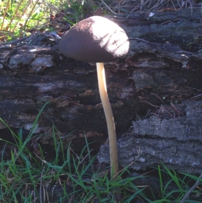 Oudemansiella gigaspora group (Rooting Shank) at Aranda Bushland - 2 Jun 2019 by KMcCue