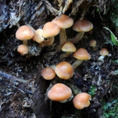 Hypholoma fasciculare (Hypholoma fasciculare) at Box Cutting Rainforest Walk - 31 May 2019 by Teresa