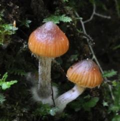 Galerina patagonica (Galerina patagonica) at Kianga, NSW - 31 May 2019 by Teresa