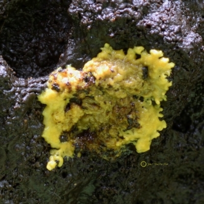 Myxomycete-plasmodium(class) (A slime mould) at Kianga, NSW - 31 May 2019 by Teresa