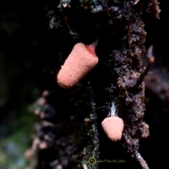 Arcyria sp. (genus) (A slime mould) at Kianga, NSW - 31 May 2019 by Teresa