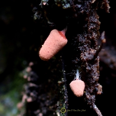Arcyria sp. (genus) (A slime mould) at Kianga, NSW - 31 May 2019 by Teresa