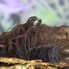 Stemonitis fusca at Kianga, NSW - 31 May 2019 by Teresa