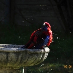 Platycercus elegans at Hughes, ACT - 2 Jun 2019