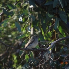 Pachycephala pectoralis (Golden Whistler) at Hughes, ACT - 2 Jun 2019 by TomT