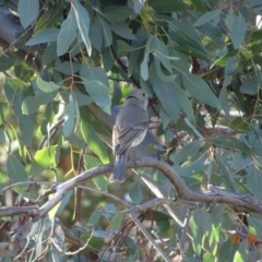 Pachycephala pectoralis at Hughes, ACT - 2 Jun 2019 01:11 PM