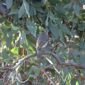 Pachycephala pectoralis at Hughes, ACT - 2 Jun 2019 01:11 PM