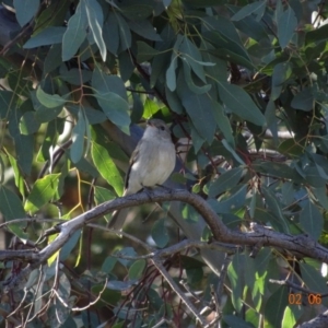 Pachycephala pectoralis at Hughes, ACT - 2 Jun 2019 01:11 PM