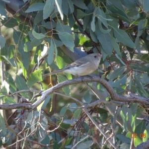 Pachycephala pectoralis at Hughes, ACT - 2 Jun 2019 01:11 PM