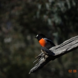 Petroica boodang at Deakin, ACT - 2 Jun 2019