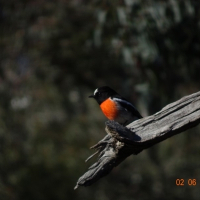 Petroica boodang (Scarlet Robin) at Deakin, ACT - 2 Jun 2019 by TomT