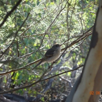 Pachycephala pectoralis (Golden Whistler) at Deakin, ACT - 2 Jun 2019 by TomT