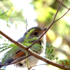 Pachycephala pectoralis at Deakin, ACT - 2 Jun 2019 02:36 PM