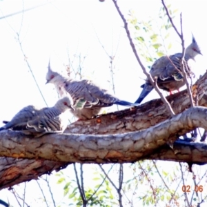 Ocyphaps lophotes at Deakin, ACT - 2 Jun 2019 02:41 PM