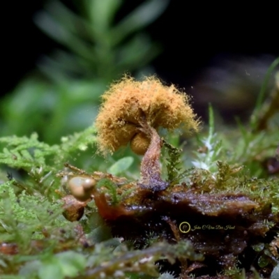 Trichia verrucosa at Box Cutting Rainforest Walk - 31 May 2019 by Teresa