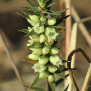 Melichrus urceolatus at Cook, ACT - 2 Jun 2019