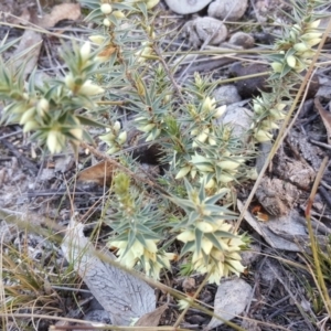 Melichrus urceolatus at Tuggeranong DC, ACT - 2 Jun 2019