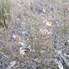 Leucopogon attenuatus at Tuggeranong DC, ACT - 2 Jun 2019