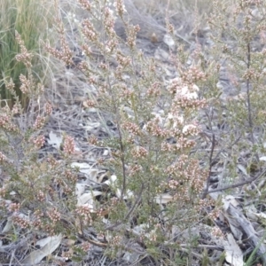 Styphelia attenuata at Tuggeranong DC, ACT - 2 Jun 2019 03:53 PM