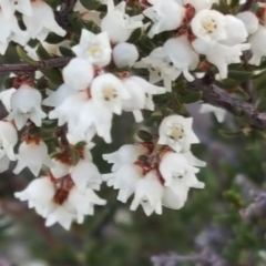 Cryptandra sp. Floriferous (W.R.Barker 4131) W.R.Barker at Tuggeranong DC, ACT - 2 Jun 2019