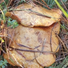 Suillus sp. (A bolete ) at Coombs, ACT - 1 Jun 2019 by AaronClausen