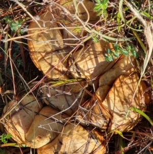 Suillus sp. at Coombs, ACT - 2 Jun 2019 09:30 AM