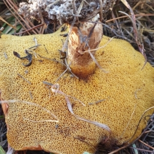 Suillus sp. at Coombs, ACT - 2 Jun 2019