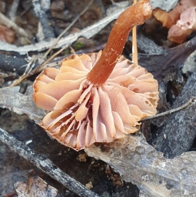 Laccaria sp. (Laccaria) at Denman Prospect, ACT - 2 Jun 2019 by AaronClausen