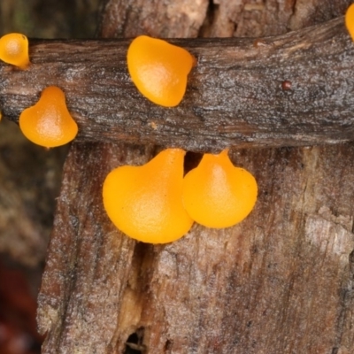 Heterotextus sp. (A yellow saprophytic jelly fungi) at Tidbinbilla Nature Reserve - 2 Jun 2019 by Marthijn