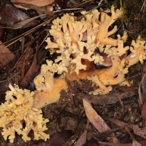 Ramaria capitata var. capitata at Paddys River, ACT - 2 Jun 2019