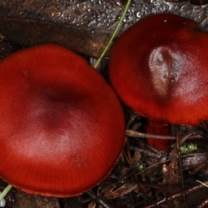 Cortinarius sp. at Paddys River, ACT - 2 Jun 2019