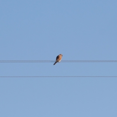 Falco cenchroides (Nankeen Kestrel) at Bungendore, NSW - 2 Jun 2019 by LisaH