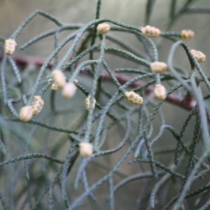 Cupressus sp. at Mongarlowe, NSW - 2 Jun 2019