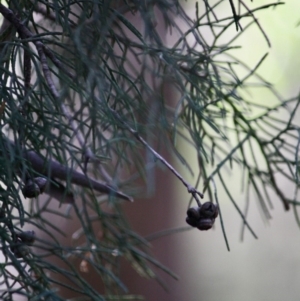 Cupressus sp. at Mongarlowe, NSW - 2 Jun 2019