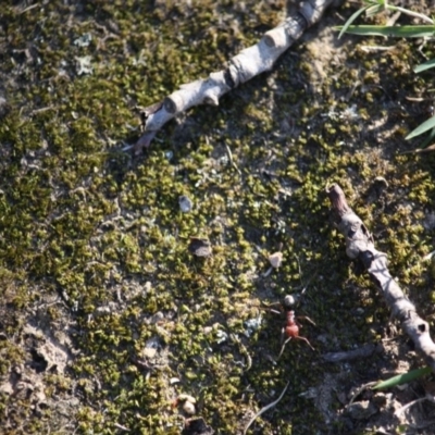 Iridomyrmex purpureus (Meat Ant) at Mongarlowe River - 2 Jun 2019 by LisaH