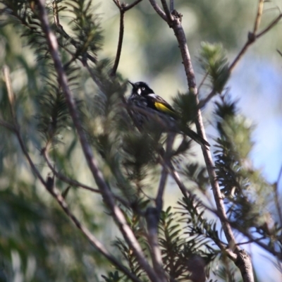 Phylidonyris novaehollandiae (New Holland Honeyeater) at Mongarlowe River - 2 Jun 2019 by LisaH