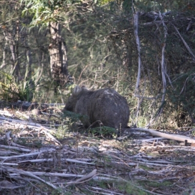 Vombatus ursinus (Common wombat, Bare-nosed Wombat) at Mongarlowe River - 2 Jun 2019 by LisaH