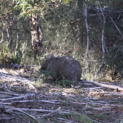 Vombatus ursinus (Bare-nosed Wombat) at Mongarlowe, NSW - 2 Jun 2019 by LisaH