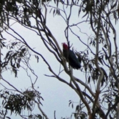 Callocephalon fimbriatum at Mount Clear, ACT - 2 Jun 2019