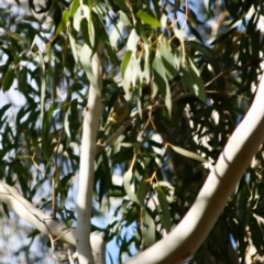 Acanthiza lineata at Mongarlowe, NSW - 2 Jun 2019