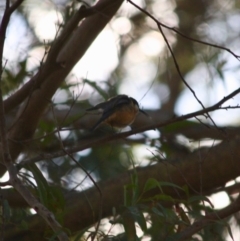 Acanthorhynchus tenuirostris (Eastern Spinebill) at Mongarlowe River - 2 Jun 2019 by LisaH