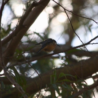 Acanthorhynchus tenuirostris (Eastern Spinebill) at Mongarlowe River - 2 Jun 2019 by LisaH