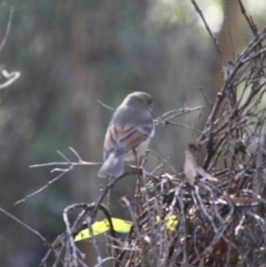 Pachycephala pectoralis (Golden Whistler) at Mongarlowe River - 2 Jun 2019 by LisaH